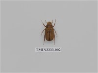 藏品(褐白金龜)的圖片